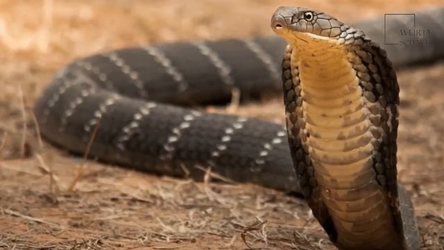 King Cobra | The king cobra holds the title as the longest venomous snake in the world” смотреть онлайн