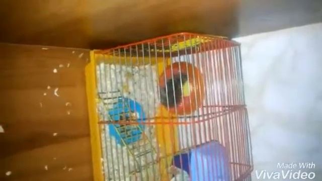 Мой спортсмен))хомячок.. смотреть онлайн