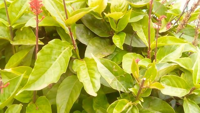 Planta com o nome o Sangue de Cristo смотреть онлайн