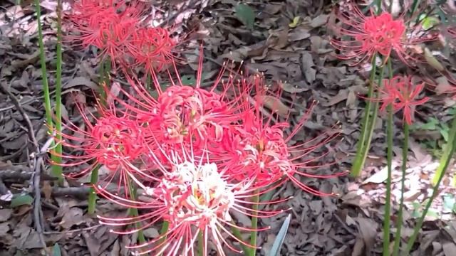 꽃무릇 / Lycoris radiata (red spider lily) смотреть онлайн
