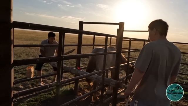 Вот как обучают и объезжают лошадей народ Туран! /Асау тайлар үйрету. Үйірге бөтен Айғыр келді