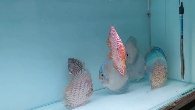 Quality Discus Fish Start From ₹200 | Mumbai Discus Gallery | New Stock Arrival March 2023 смотреть онлайн