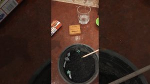 100 процентный результат проращевания в азии критикал, амнезия лемон, горилла глю, блюбери, кольт45