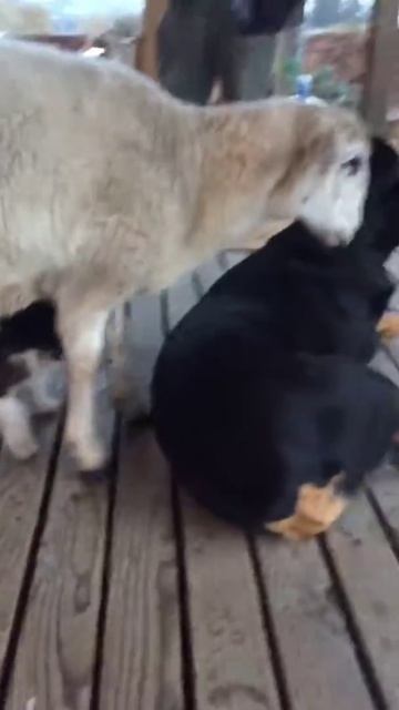 Cat Dog and Sheep Hanging Out | Animals Doing Things Clips
