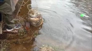 Хороший улов карпа на кукурузу. Верхний пруд. Клёвое место Лосиный остров.