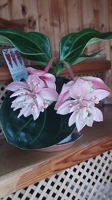 Medinilla ,розквітла❤️. 2 частина.   10.06.23