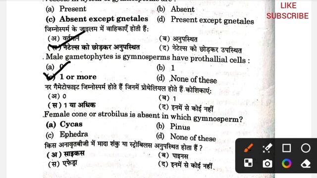 Important MCQ On Gymnosperms//B.Sc 2nd Semester Botany #bsc2ndsemester #gymnosperms @Letsgraduate смотреть онлайн