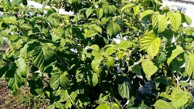 Ремонтантная малина 2018 г. Второе плодоношение за сезон. смотреть онлайн