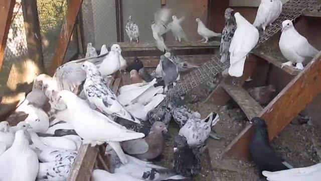 Бойные белые бакинцы,мраморные смотреть онлайн