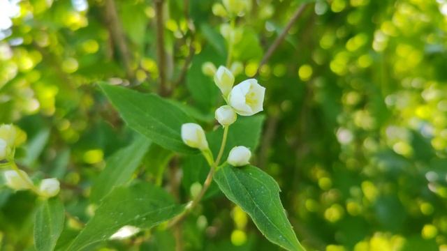 Красиво цветет жасмин летним утром смотреть онлайн