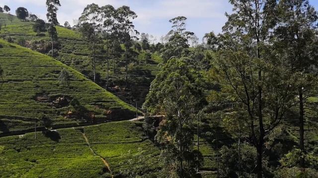 Чайные плантации в Нувара Элии