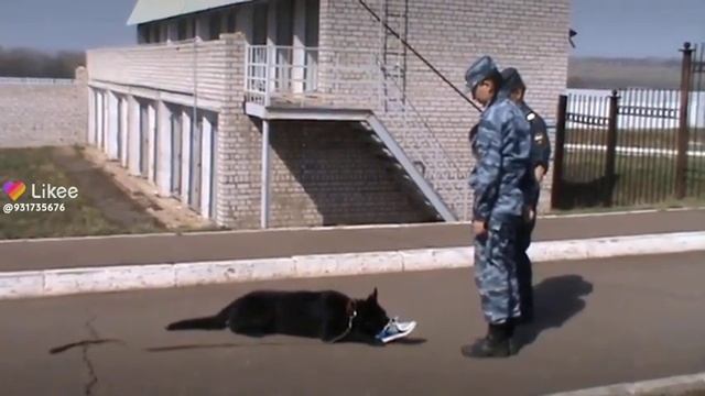 служебная собака нюхает вонючие кроссовки