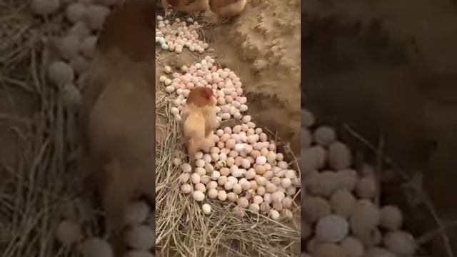 Супер птицеферма!