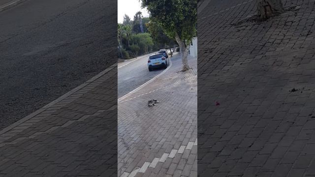 (9-10) * 199 Кошачий отдых сильнее шума смотреть онлайн