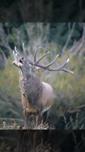 The roar of a reindeer. смотреть онлайн