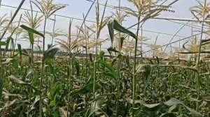 Shirin makkajo'xori #Кукуруза сахарная, #Zea mays var. saccharata #agriculture #farming #agro