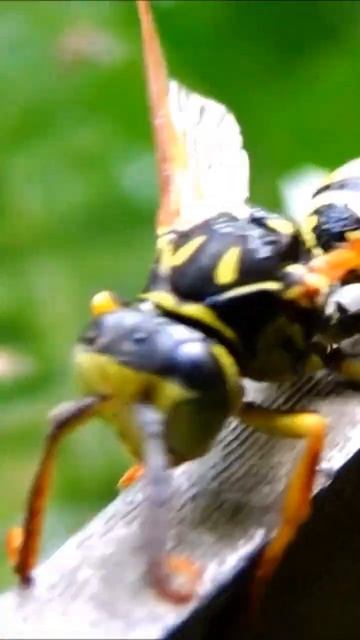 Комаха Оса 5 #shorts #ентомологія #оси #wasp #insects #комахи #біологія