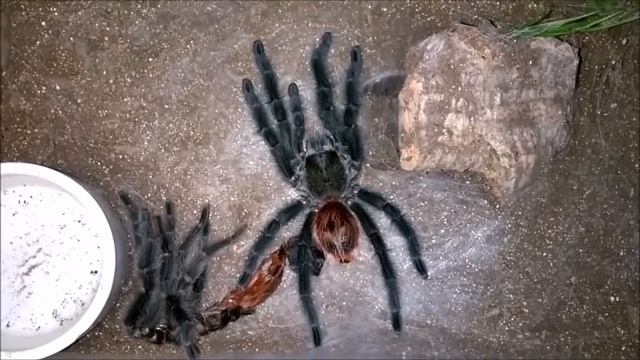 Grammostola iheringi Molt and Update смотреть онлайн