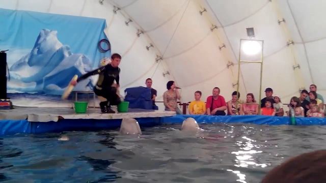 Белуха в дельфинарии смотреть онлайн