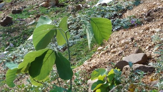 Medicinal Species beneficial for Hadjod (Cissus) Cultivation. Part-3 © Pankaj Oudhia смотреть онлайн