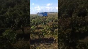 Уборка винограда комбайном. Вид из кабины.