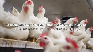 Родительское стадо | Ярославский бройлер