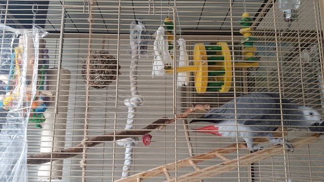 Попугай Жако Кирюша балтуша смотреть онлайн