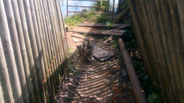 Утка и утята. Первый заплыв. смотреть онлайн