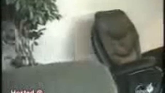 Кошки 1) смотреть онлайн