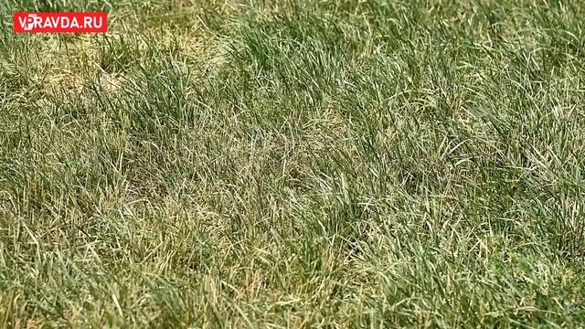 ВОЛГОГРАДСКИЕ ОВЦЕВОДЫ ВЫВОДЯТ НОВЫЕ ПОРОДЫ МЯСНОГО СКОТА смотреть онлайн