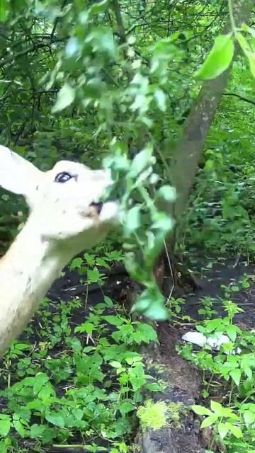 🦌косулькин ест листочки смотреть онлайн