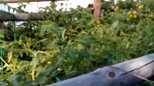 Томат Анталия. Вид сверху. смотреть онлайн