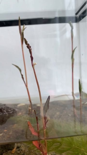 Краб томат 🦀 смотреть онлайн