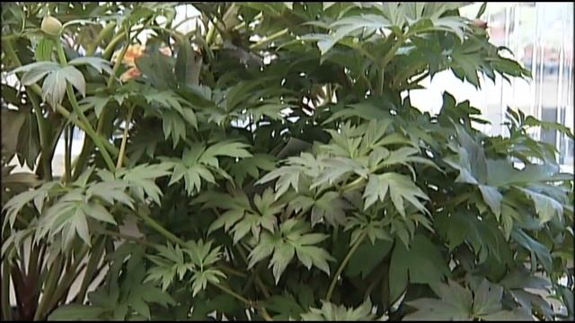 Itoh Peonies смотреть онлайн