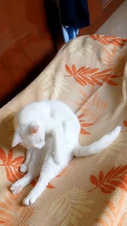 Коша моется