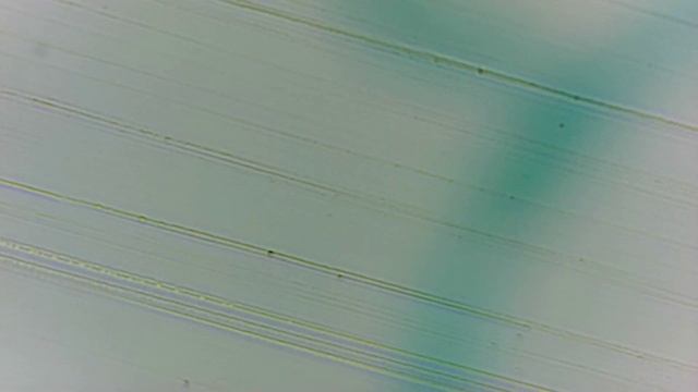 Спирогира Spirogyra смотреть онлайн