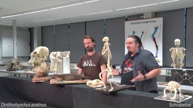 Zoologie - Säugetiere (3/9: Kloaken- & Beuteltiere) смотреть онлайн