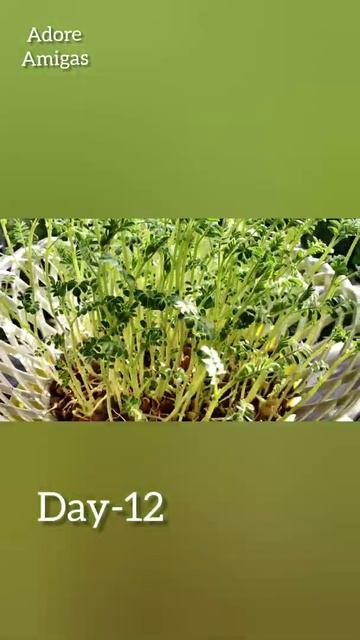 #shorts chickpea microgreens || hydroponics || chickpea microgreens || black pea shoots #hydroponic