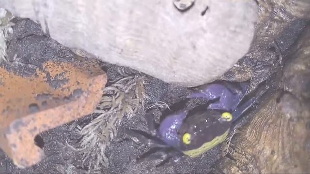 Geosesarma dennerle and Metasesarma aubryi смотреть онлайн