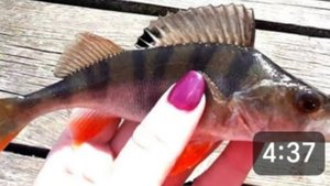 Моя попытка одной сходить на рыбалку. Первый раз рыбачу одна. Без улова не вернулась.