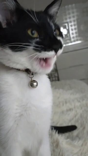 красавица наша Лира🐈🥰 #shorts#shortsvideo#cat#cats смотреть онлайн