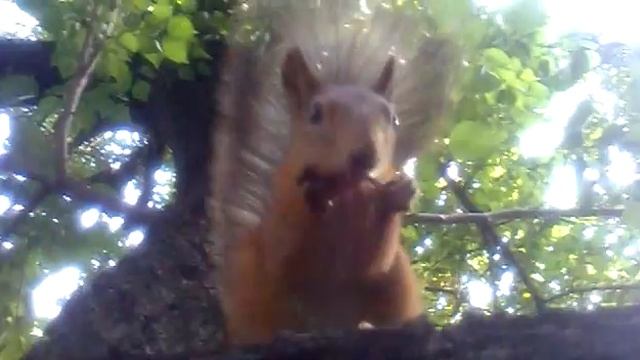 Белка в саду.mp4 смотреть онлайн