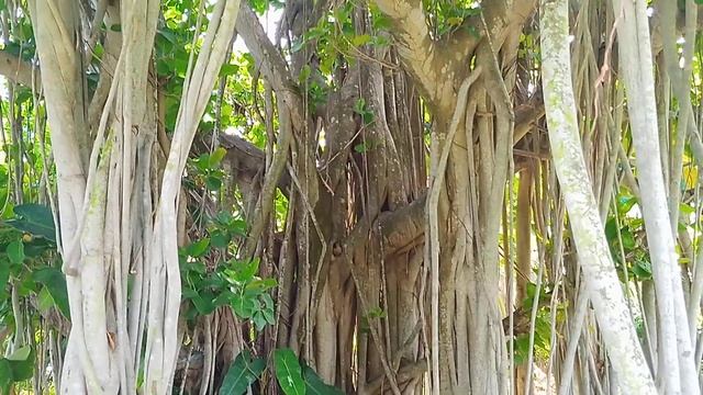 Удивительное дерево🌳 баньян