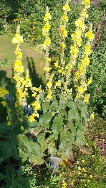 цветок коровяка распустился смотреть онлайн