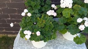 04.05.2024 сравнение беленьких ИВ Галина Уланова, Таира Любовь Орлова, УГ Айгуль