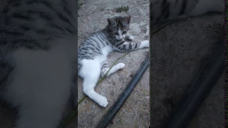 Смешной котенок