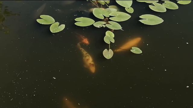 Карпы кои жируют смотреть онлайн