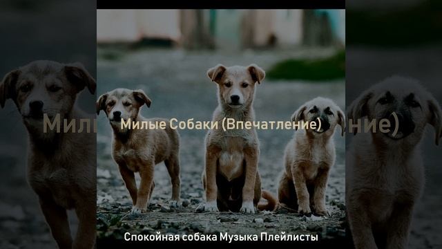Атмосфера (Милые Собаки) смотреть онлайн