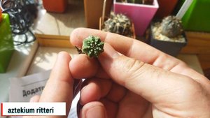 Мои новые кактусы. Aztekium ritteri. Gymnocalycium. Уход за кактусом.