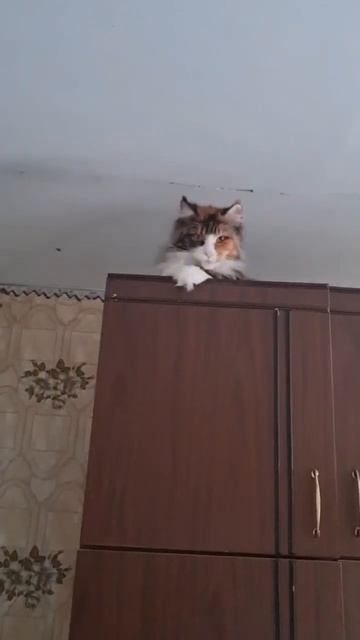 кошачья любовь#мейнкуны#симба#сима смотреть онлайн